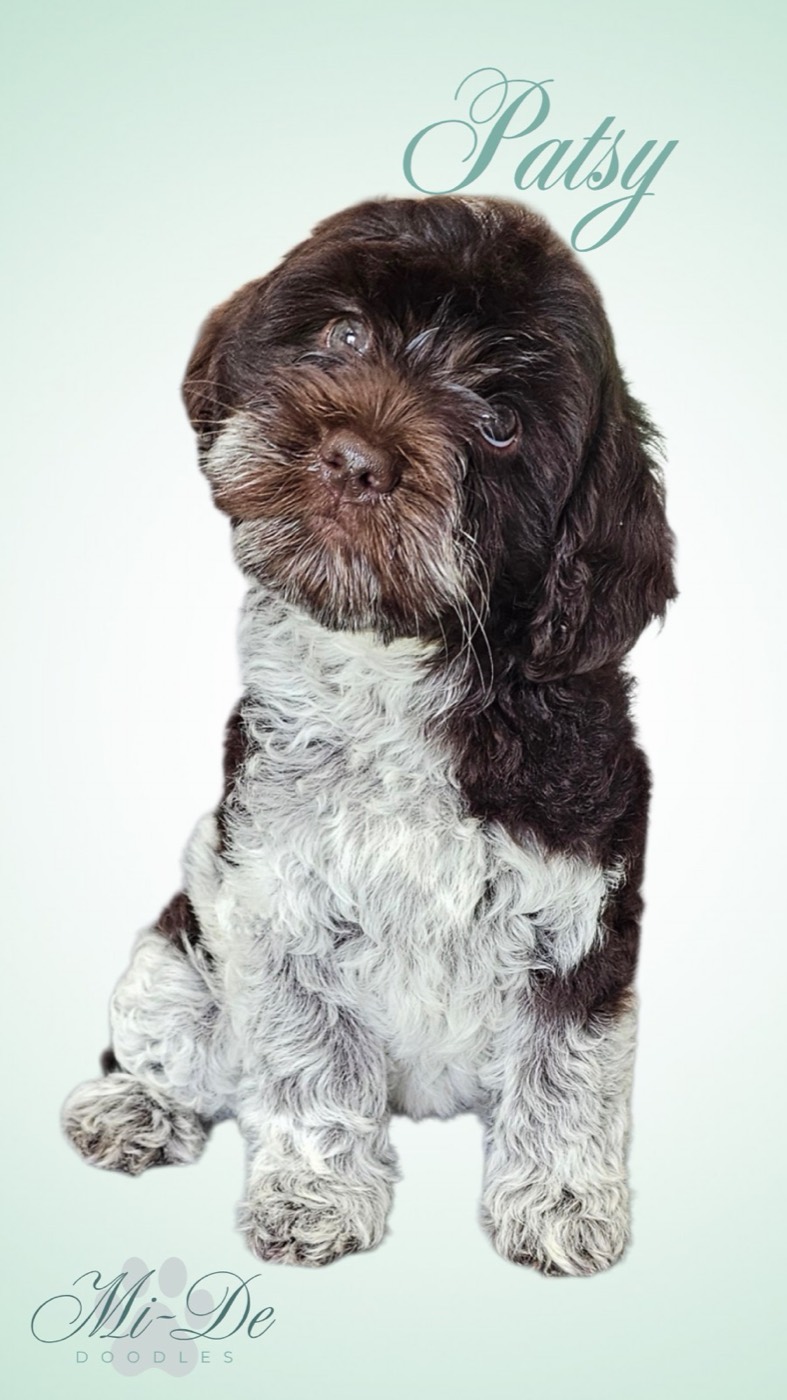 A fluffy brown and white puppy sits and looks up with its head tilted. The name Patsy is written above, and Mi-De Doodles appears in the corner on a pale green background.
