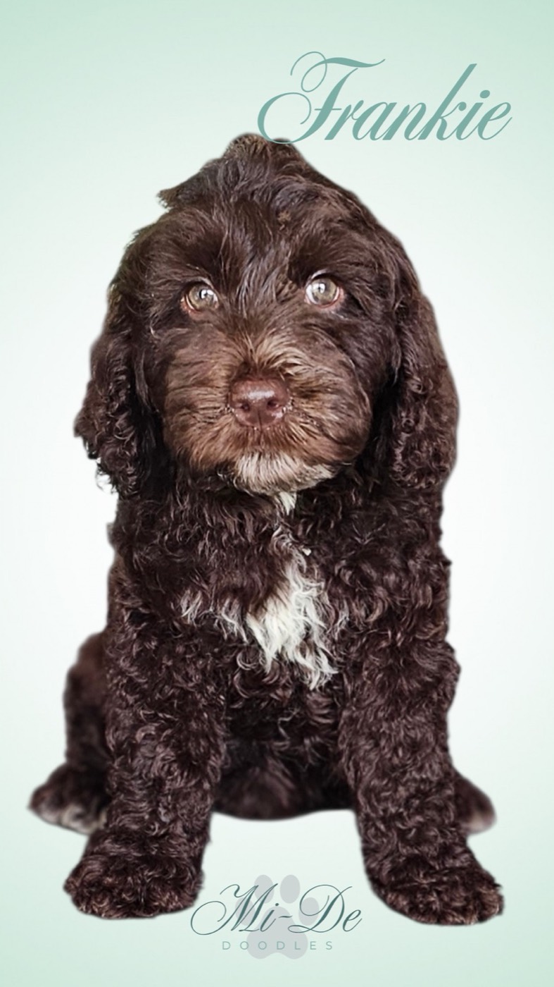 A fluffy brown puppy with curly fur and a white patch on its chest sits against a light background. The name Frankie is written at the top, and Mi-De Doodles is at the bottom.
