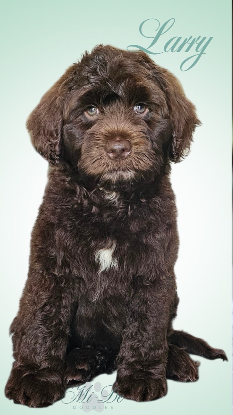 A fluffy brown puppy with a white patch on its chest sits against a light background. The name “Larry” is written in script at the top, and the logo “Mi-Dee Doodles” appears at the bottom.