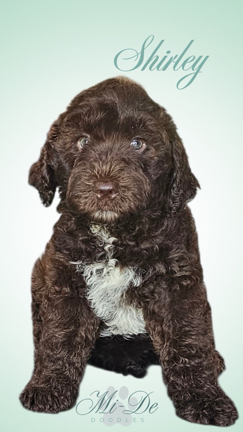 A fluffy brown puppy with a white chest sits against a light green background. The name Shirley is written above, and Mi-De Doodles is at the bottom with a paw print graphic.