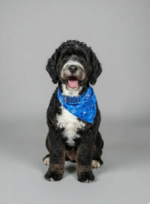 Blitz, a Goldendoodle & Bernedoodle